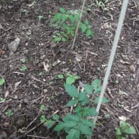 昨年こぼれたミニトマトから芽が出たので、植えてみました！