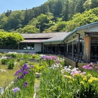 太宰府天満宮の菖蒲