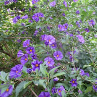 ぼちぼち紫陽花