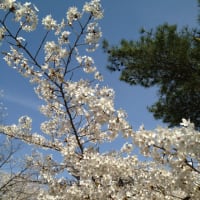 お花見