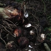 12月　畑訪問その２