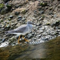 05/31探鳥記録写真：遠賀川河口堰の鳥たち(ミサゴの幼鳥、キアシシギ、）