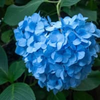 今年も明月院へ