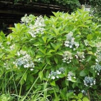 にしさんの花日記　東京　向島　百花園
