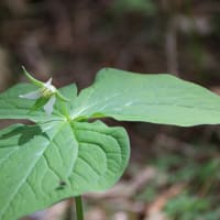上高地　梓川右岸で出会った植物　５