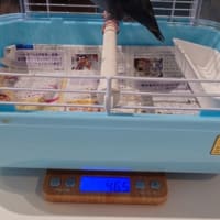 マルちゃん肝臓が悪いのが発覚しました