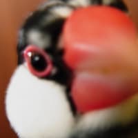 3秒後のメカ文鳥。
