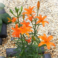 姫百合、フジバカマ・・・京都薬用植物園