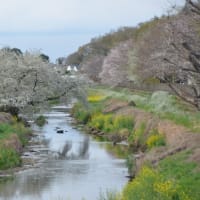 ２０２５年の桜ー野川