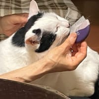 今週の水草水槽＆にゃんこ 2025.7.2
