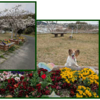 桜の季節のボール投げは・・・