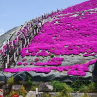 葛城山系に鮮やか色の芝桜が満開