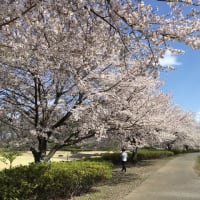 桜梯子の旅