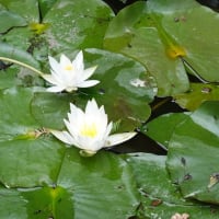 別所沼公園の睡蓮