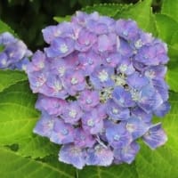 墓参り　６月