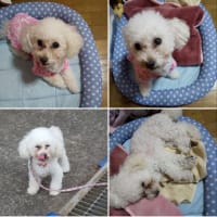 毎日暑すぎて