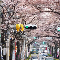 練馬区を代表する桜並木は、延々と続く桜のトンネル