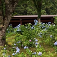 21世紀の森の紫陽花①