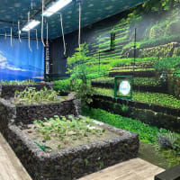 西伊豆　満天の星と海　瑠璃花　2025.4.20　－　4.21