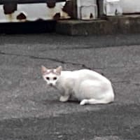 夕ウォーキングの風景。令和7年7月14日。石屋ネコのエサを半黒三毛似が食べるww