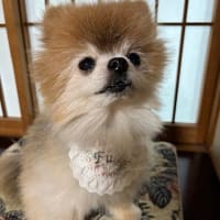 福太郎１２歳になりました！！