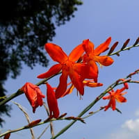６月２９日（木）のつぶやき（リブログ）