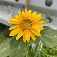我が家の花々