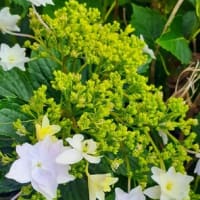 ５月の和久屋