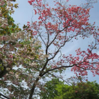 鯉幟と八重桜