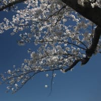 利根川河川敷の一本桜