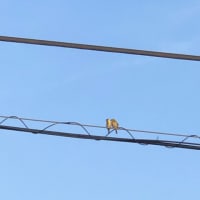 お手伝いさん達