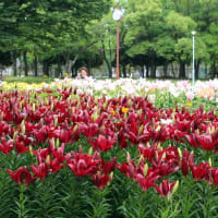 ユリ（千種公園　2025年6月9日）