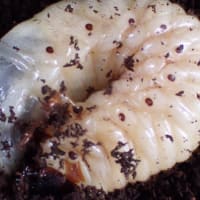 カブト虫がついに羽化