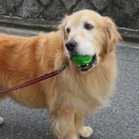 月命日が来ると時間が過ぎる速さを知るまのんママ