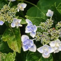 庭のお花達　クレマチス　ロマンティカ他
