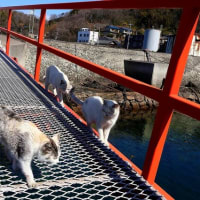 瀬戸内G島の猫たち　2025年2月　その14