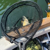 間瀬湖 へら釣り 2025 6 17 実釣109枚！午前中で束仕上げて午後から中尺振ろうとしたけど結果最後まで12尺振り切りました^^ 食い上げ対策楽しかったw