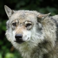 オオカミ