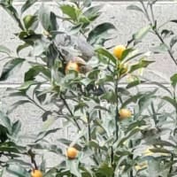 今朝は2羽