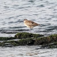 06/30探鳥記録写真：２０２５年５月に出会った鳥たち②
