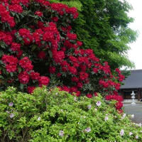 水戸の花と史跡等(5)