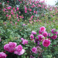 松阪市「松阪農業公園ベルファームの薔薇」見てきました～(^^)№1　2024
