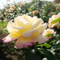 薔薇に西陽が･･･