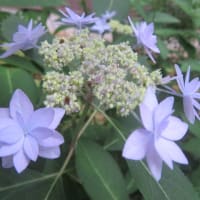 山紫陽花「七段花」　2