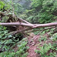 らくらく山歩会　’25 //　5月例会 : 一向平から大休峠往復