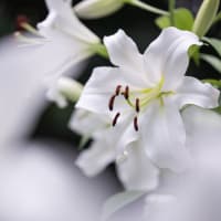  日比谷公園の百合（その2）