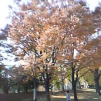 たまプラーザの紅葉