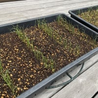 ネギが芽を出しました。