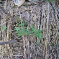 野菜の成長状況（スイカ）