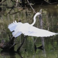 シジュウカラとコマツナギの花